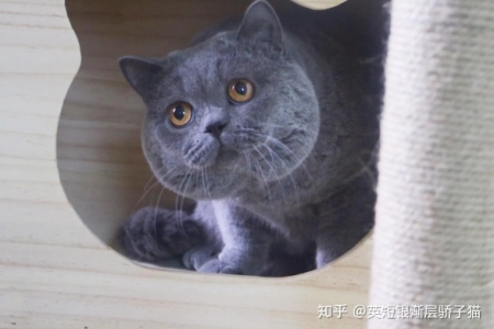 英短猫从出生到成年，体重变化及标准是多少？