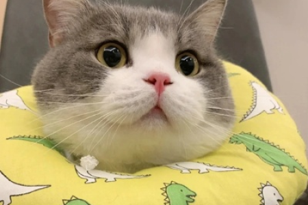 抖音网红猫土豆是什么品种？这猫也太可爱了！