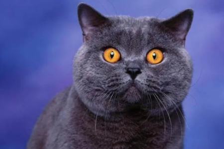 英短与蓝猫大比拼：从外形到性格深度解析区别