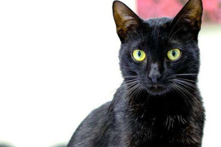 想养土猫和英短串？先了解这些潜在的危害和风险！