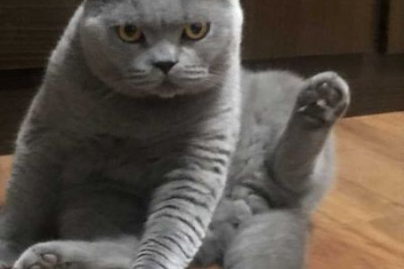想养英短？它能像土猫一样粗养吗？
