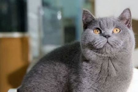 到底是不是英短？卷耳蓝猫品种深度解析