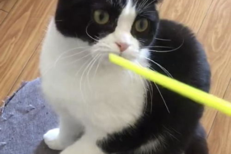 英短黑白猫VS奶牛猫：外形特征对比与辨别技巧