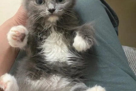 蓝猫配布偶猫生的小猫有多可爱？看看它们的长相！
