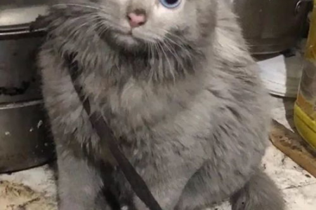 家里养蓝猫怕热吗？教你如何让蓝猫度过炎夏