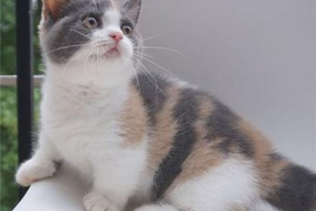 矮脚猫的遗传疾病有哪些？深度解析矮脚猫健康问题