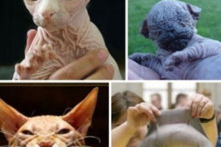 白化病蓝眼斯芬克斯猫：耳聋几率有多高？
