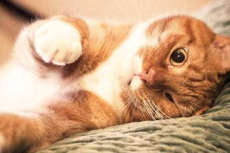 你的猫咪想死吗？这些行为预示着危险！