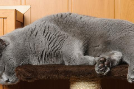 猫咪摔后几天死亡？及时救治的重要性及预后