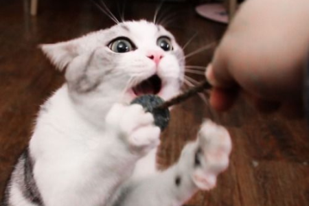 “吸猫”是什么意思？爱猫人士必知的网络热词