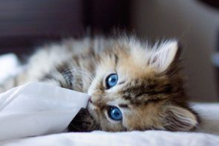 猫的痛感和人相比有多大区别？科学解读猫咪痛觉