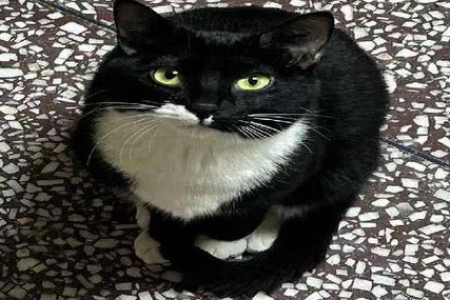 猫咪爱吃我的头发？这背后隐藏着什么猫猫心思？