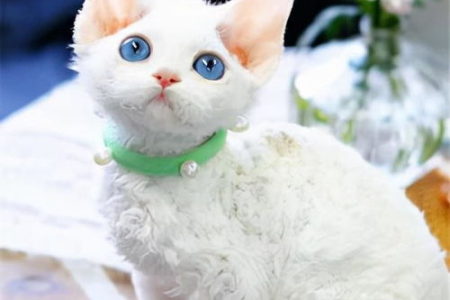 德文卷毛猫换季掉毛多少？教你轻松解决掉毛问题