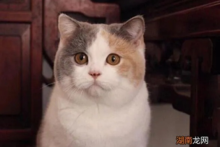 想买英短三花？教你几招辨别真假英短三花猫