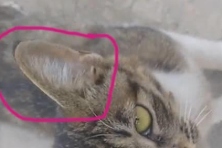 猫耳朵上有豁口正常吗？猫咪耳朵缺口原因详解
