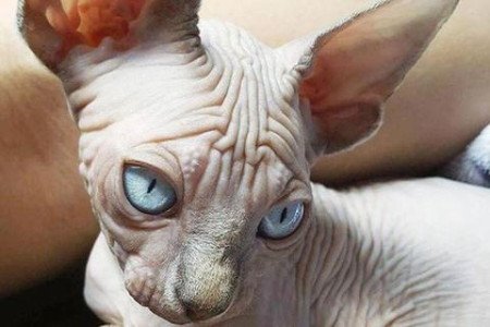 三种常见的无毛猫：性格、特点全方位解析！