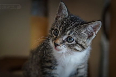 新生小猫多久排便？一个月龄小猫排便规律详解