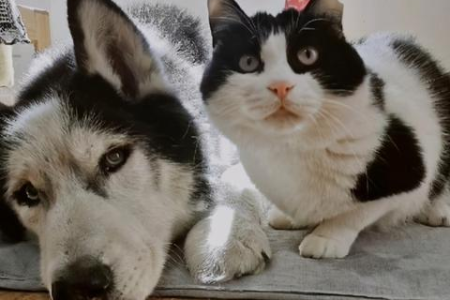 猫知道自己是猫吗？猫咪行为揭秘自我意识