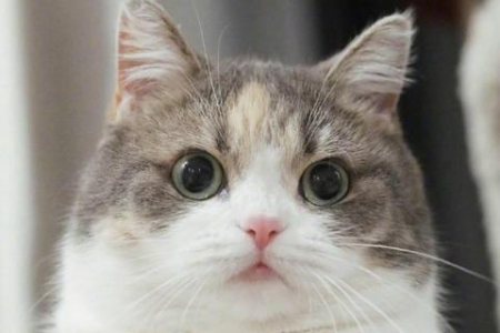 你的猫知道它有多可爱吗？揭秘猫咪的可爱秘密