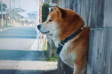 为什么我的柴犬脾气这么大？解决柴犬易怒问题的实用指南