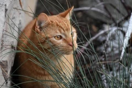 橘猫为啥这么凶？教你如何改善猫咪性格