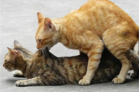 母猫对公猫要熟悉几天才能交配？经验分享及注意事项