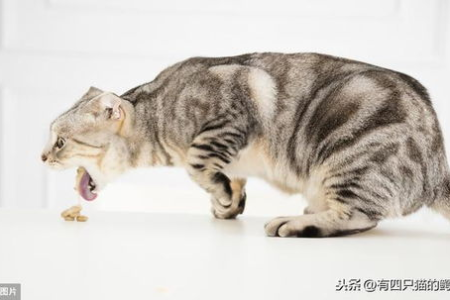新手养猫必看：从选择猫咪到日常护理全攻略！