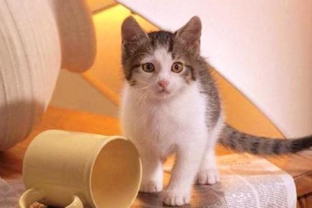 猫咪推桌子上的东西是为什么？探索猫咪行为背后的真相！