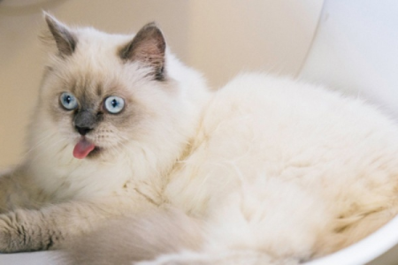 传统系布偶猫爆毛时间是什么时候？详解布偶猫毛发生长规律