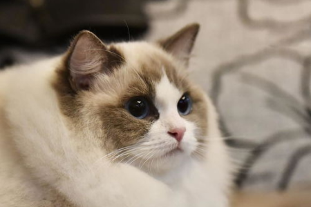 想知道你的布偶猫是不是纯种？几个小窍门帮你鉴别
