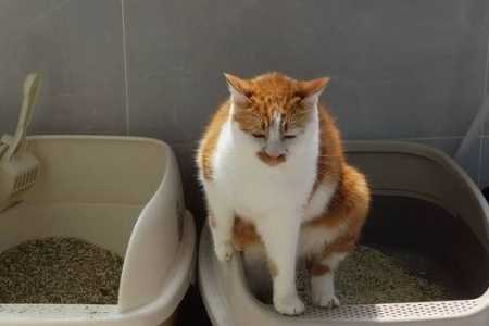 你的猫咪讨厌什么味道？6种让猫咪闻了就跑的气味！