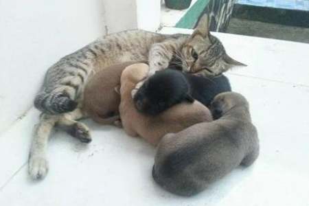 如何判断母猫是否拒绝公猫？几个关键表现