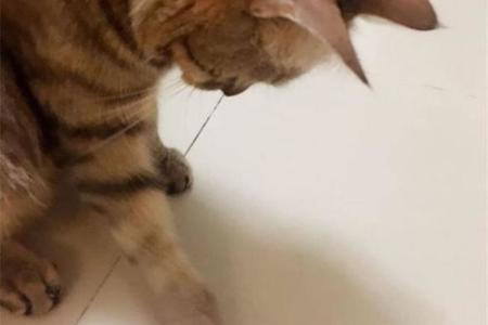 猫吃苍蝇会生病吗？深度解析猫咪吃苍蝇的危害！