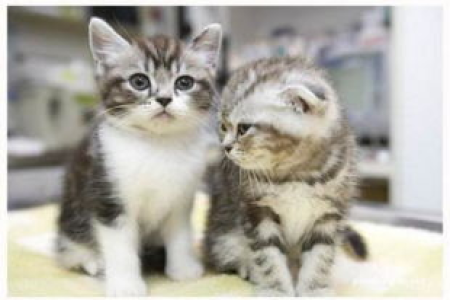 猫中毒的急救措施和救活几率分析