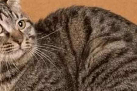 你的狸花猫有多粘人？看看这些亲近主人的小动作