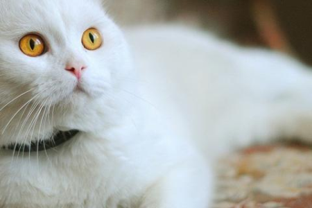 为什么小猫声音沙哑叫不出声？教你快速解决！