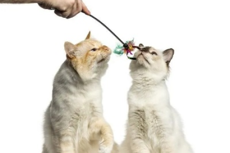 猫不喜欢玩耍？教你如何与猫咪建立良好互动