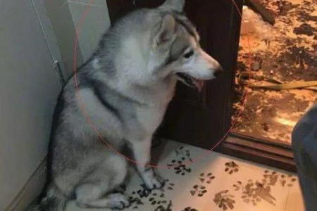 猫爪印和狗爪印是一样的吗？细数猫狗爪印的明显区别