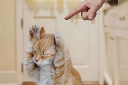 猫咪面对暴力会屈服吗？正确对待猫咪很重要