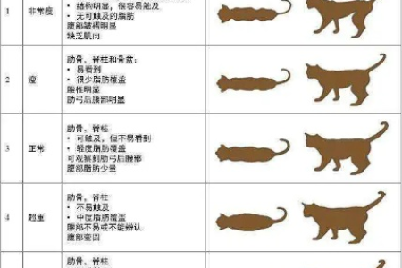小猫身体状况如何判断？教你识别猫咪健康信号