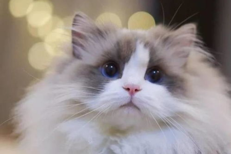 布偶猫价格为何这么贵？进口血统和养殖难度是关键