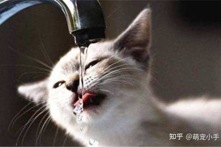 猫咪一直张嘴是什么原因？温度过高还是生病了？