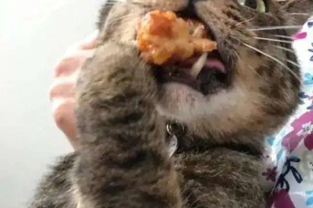 想养猫？养猫需要知道的事情，从入门到精通的养猫宝典