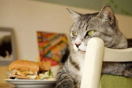 猫吃生肉变凶是谣言？宠物医生权威解读