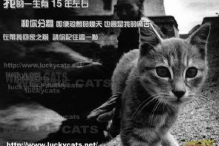 猫咪自己在家会孤单吗？了解猫咪的内心世界和需求