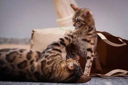 傻傻分不清？亚洲豹猫是猫还是豹？一篇带你了解！
