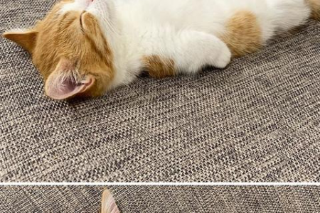 猫咪睡觉地点变了？可能是生病或环境改变了