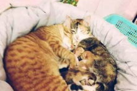 为什么我的猫会把孩子送给我？猫妈妈的这番举动代表什么？