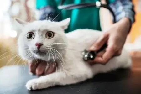 猫中毒后能否自愈？详解猫咪中毒的症状与治疗