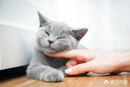 猫咪出现应激反应怎么办？教你几招快速安抚猫咪情绪